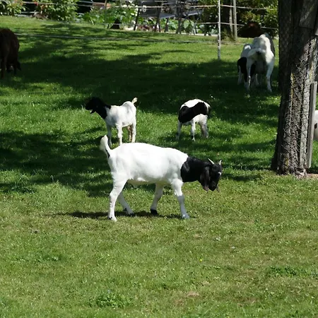 Haus Kathan 아파트 *