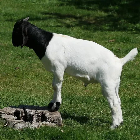 Haus Kathan Kressbronn am Bodensee